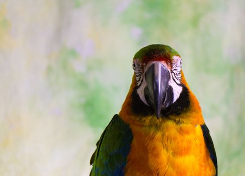 Macaw Parrot