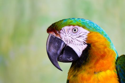 Macaw Parrot