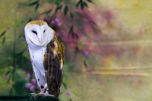 Barn Owl