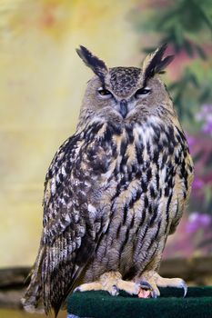 Spotted Eagle-Owl