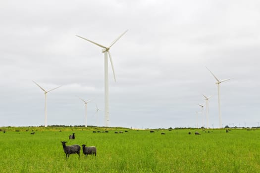 Wind turbines and sheep on green pasture. Gotland, Sweden.