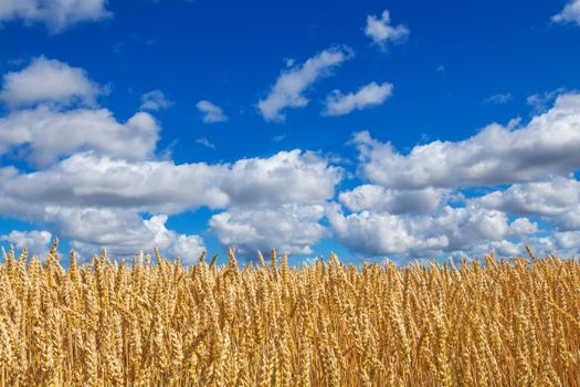 Close-up of golden wheat field, under blue sky with clouds. 