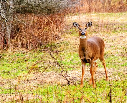 Whitetail deer doe standing at the woods edge.