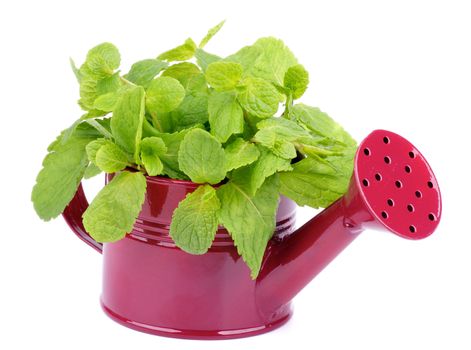 Bunch of Perfect Raw Fresh Green Mint Leafs in Purple Tin Bucket isolated on white background