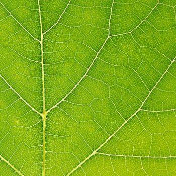 Fresh dreen leaf texture macro close-up