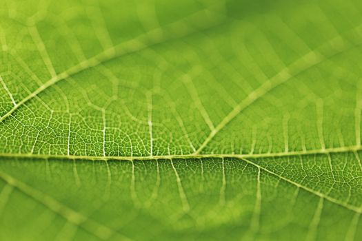 Fresh dreen leaf texture macro close-up