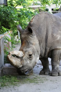 Rhinoceros on nature background