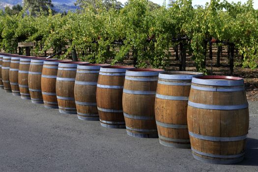 Wine barrels, Napa Valley, California