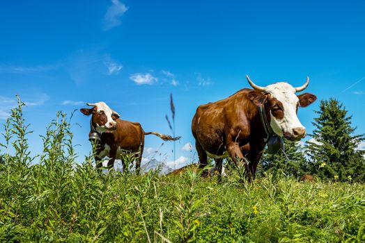 Cow, farm animal in the french alps, Abondance race cow, savy, beaufort sur Doron