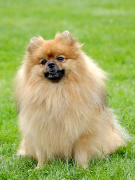 The typical Pomeranian dog in a garden