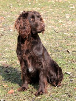 Brown German Spaniel dog in a autumn garden