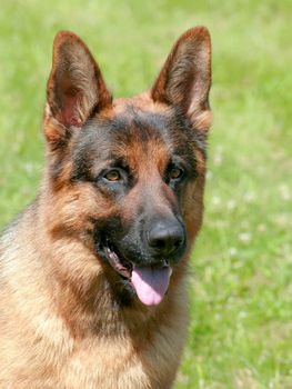 Portrait of German Shepherd Dog