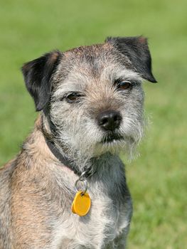 Very old Border Terrier in a garden