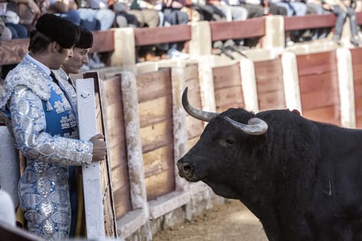  Ubeda, Jaen province, SPAIN - 29 september 2010: Spanish Bullfighters looking bull behind the burladero, protecting the attack of the aggressive animal, in Ubeda, Jaen provincia, Andalusia, Spain