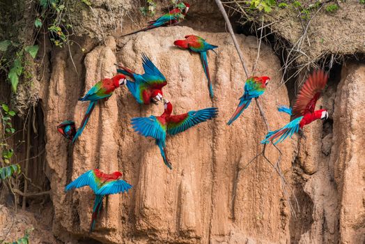 macaws in clay lick in the peruvian Amazon jungle at Madre de Dios Peru
