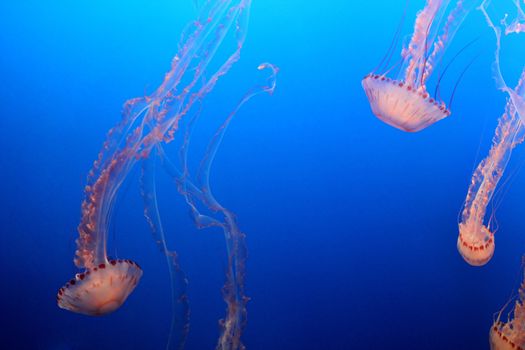Jellyfish Monterrey Bay Aquarium, Monterrey California