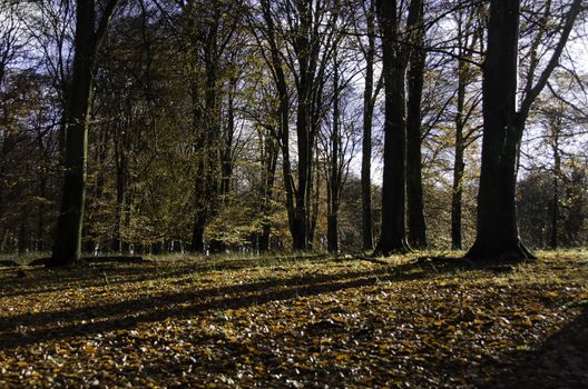 Beech forest in late autumn with sunlight and yelllow leaves