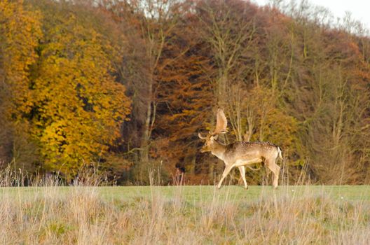 Fallow deer, Dama dama walking on a meadow in front of an autumn forest