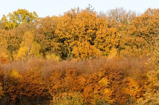 Autumn forest seen from far away with yellow beech leaves