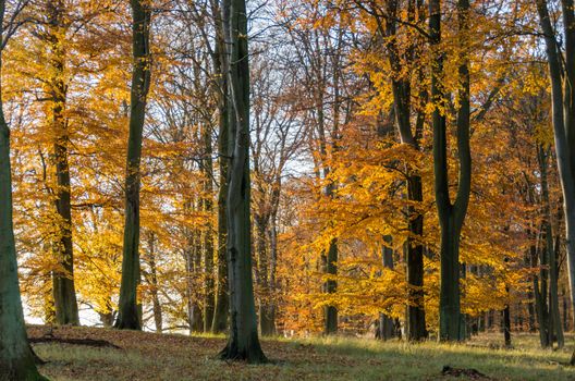 Beech forest in late autumn with sunlight and yellow leaves