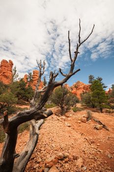dry branch Bryce Canyon west USA utah 2013