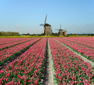 Field of red tulips and windmills in Holland.