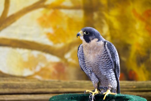 Peregrine Falcon bird of prey