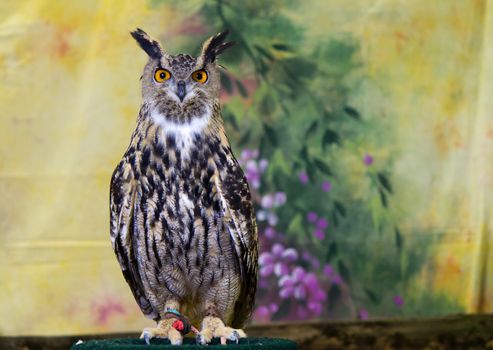 Spotted Eagle-Owl