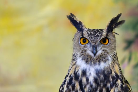 Spotted Eagle-Owl