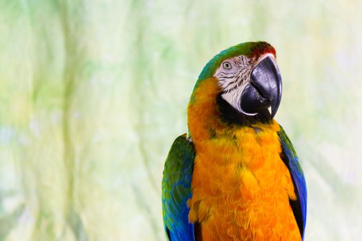 Macaw Parrot