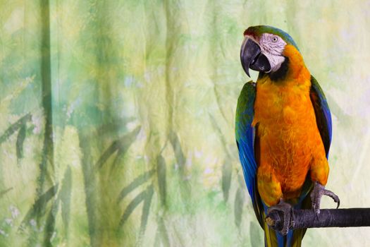 Macaw Parrot