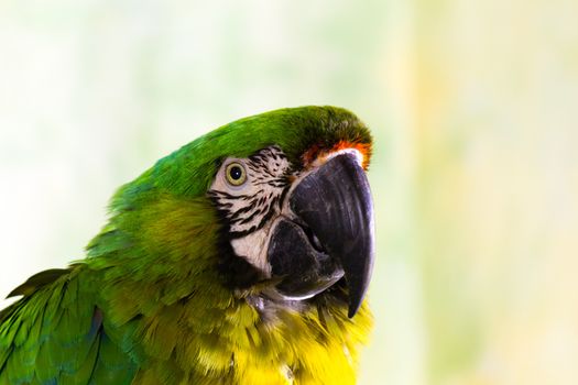 Military Macaw Parrot