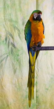 Macaw Parrot