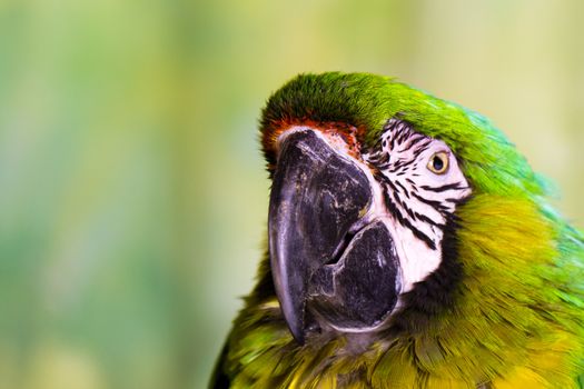 Military Macaw Parrot