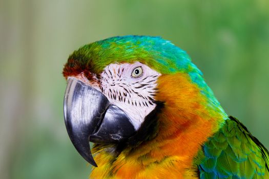 Macaw Parrot