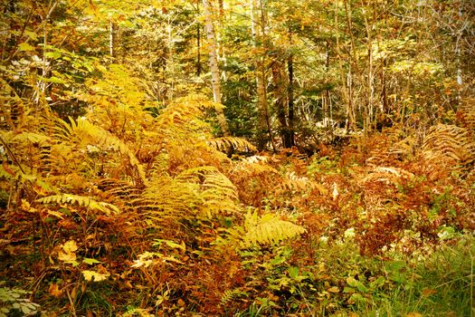 Dense forest underbrush with ferns and other bushes, dramatic yellow fall color nature background