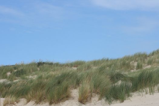 Dunes along the North Sea coast in Belgium