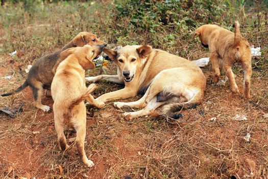 Stray mother dog with big pups in Africa