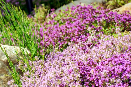 Gardening or landscaping background: creeping, wild or Breckland thyme (Thymus serpyllum) purple flowers.