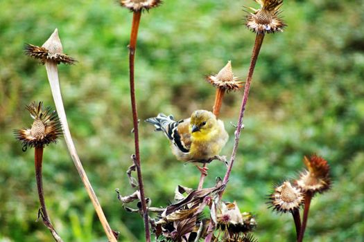 Yellow bird, American goldfinch, Carduelis tristis, in winter plumage eating cone flower seeds