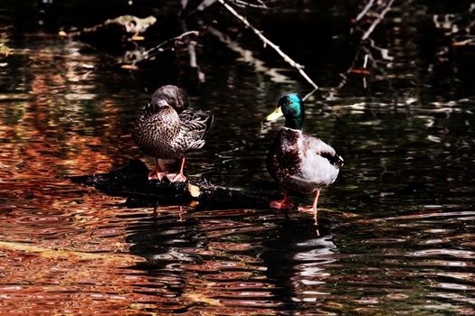 Beautiful pair of mallards grooming themselves on a log with autumn reflecting in the pond.