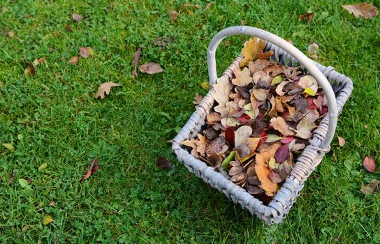 Woven basket full of autumn leaves on green grass