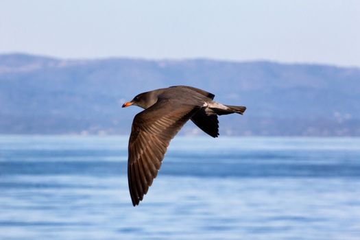 Flesh-footed Shearwater in Flight Over Monterey Bay, California