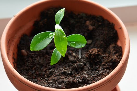 Green young fresh sprout growing from ground - agriculture new start image                              