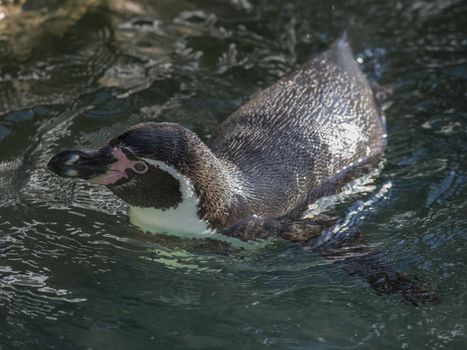 Close-up shot of a penguin in the water