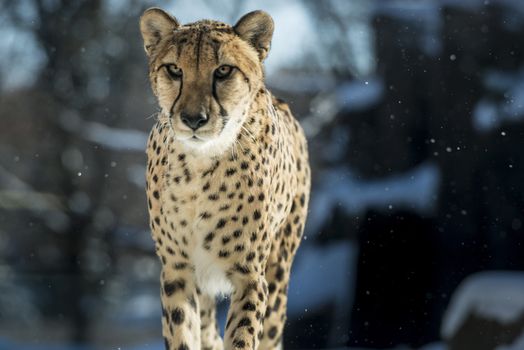 Gorgeous cheetah running on the snow towards the camera