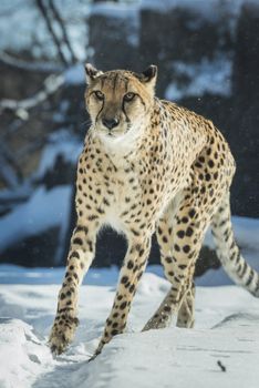 Gorgeous cheetah running on the snow towards the camera