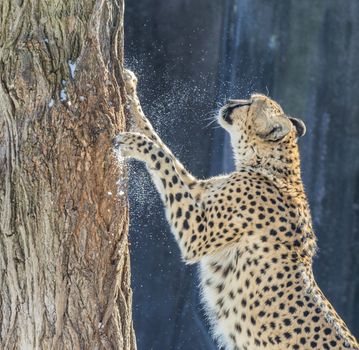 Adult cheetah scratching the tree standing up