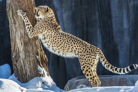 Adult cheetah scratching the tree standing up