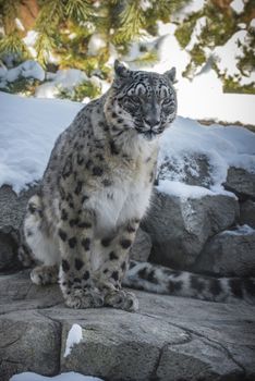 Beautiful snow leopard in the snow covered mountains